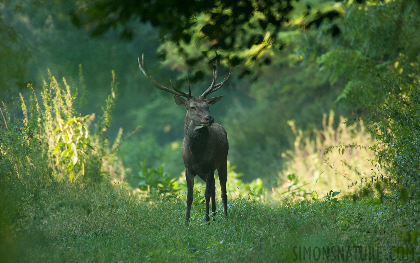 Serbien - Cervus elaphus elaphus [550 mm, 1/640 Sek. bei f / 6.3, ISO 2500]